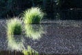 Green grass tufts in a pond