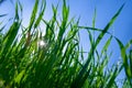 Green grass under blue bright sky Royalty Free Stock Photo