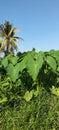 The green grass under the blue sky near the coconut trees is very beautiful Royalty Free Stock Photo