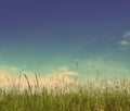 Green grass under blue sky - vintage retro style Royalty Free Stock Photo