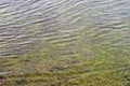 Green grass under clear water of flood Royalty Free Stock Photo