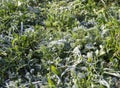 Green grass under hoarfrost Royalty Free Stock Photo