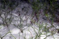 Green grass under the snow . Royalty Free Stock Photo