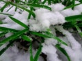 Green grass under the snow