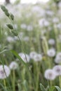 Green grass on unfocused white dandelion flowers background. Summer field and meadow concept. Royalty Free Stock Photo