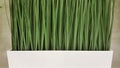 Green Grass Vase tranquillity Royalty Free Stock Photo