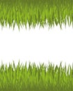 Green grass. Royalty Free Stock Photo