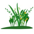 Green grass vector stock illustration. Meadow, wildflowers. Royalty Free Stock Photo