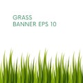 Green grass. Vector. Royalty Free Stock Photo