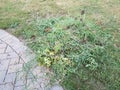 Green grass and vegetation and weeds on lawn with path