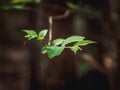 green grass with very shallow depth of field Royalty Free Stock Photo