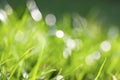 green grass with very shallow depth of field - mindfulness, meditation, mental health background Royalty Free Stock Photo