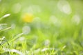 green grass with very shallow depth of field - mindfulness, meditation, mental health background Royalty Free Stock Photo