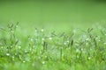 Green grass wallpaper Royalty Free Stock Photo