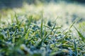 The green grass was covered with frost. the first frosts in late autumn Royalty Free Stock Photo