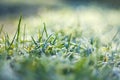 The green grass was covered with frost. the first frosts in late autumn Royalty Free Stock Photo