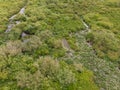 Green grass in water or aquarius lake or swamp, top view, texture Royalty Free Stock Photo