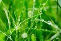 Green grass with water droplets on the leaves. Lawn. Morning freshness Royalty Free Stock Photo