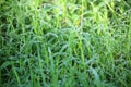 Green Grass with Water Drops , Abstract Background Royalty Free Stock Photo