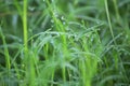 Green Grass with Water Drops , Abstract Background Royalty Free Stock Photo