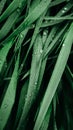 Green grass with water drops as background texture