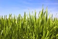 Green grass, water drops and blue sky Royalty Free Stock Photo