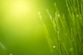 Green grass with water drops bright sunlight