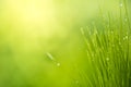 Green grass with water drops bright sunlight