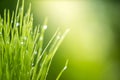 Green grass with water drops bright sunlight