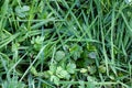 Green grass with water drops close up, background leaves, nature wallpaper