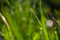 Green grass water drops close up in the morning background Royalty Free Stock Photo