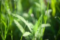 Green grass water drops close up in the morning background Royalty Free Stock Photo