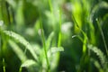 Green grass water drops close up in the morning background Royalty Free Stock Photo