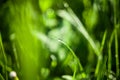 Green grass water drops close up in the morning background Royalty Free Stock Photo