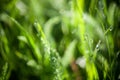 Green grass water drops close up in the morning background Royalty Free Stock Photo