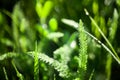 Green grass water drops close up in the morning background Royalty Free Stock Photo