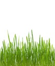 green grass with water drops isolated Royalty Free Stock Photo