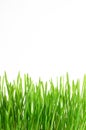 Green Grass with water drops Isolated on White Background Royalty Free Stock Photo