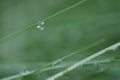 Green grass water drops