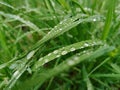 Green grass with water drops