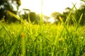 Green grass, water drops, morning, park