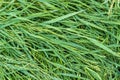 Green grass with water drops Royalty Free Stock Photo