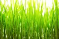 Green grass and water frops instead white background