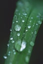 Green grass with water rain drops. Nature background and eco concepte. close up Royalty Free Stock Photo