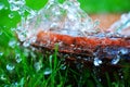 Green grass  with waterdrops Royalty Free Stock Photo