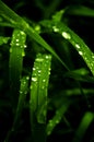 Green grass with watter drops