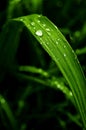 Green grass with watter drops Royalty Free Stock Photo
