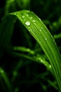 Green grass with watter drops