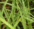 Green grass with watter drops natural texture.Relaxing nature.