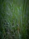 Green grass wet in dew in a lawn in the morning Royalty Free Stock Photo